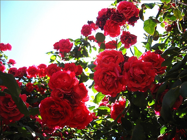 роза - главное украшение сада