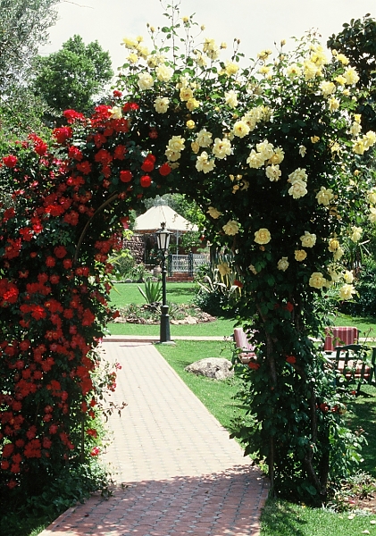 плетистые розы на садовом участке