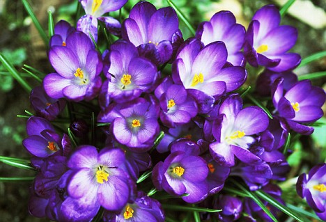 Питомники садовых растений поздравляют с 8 марта