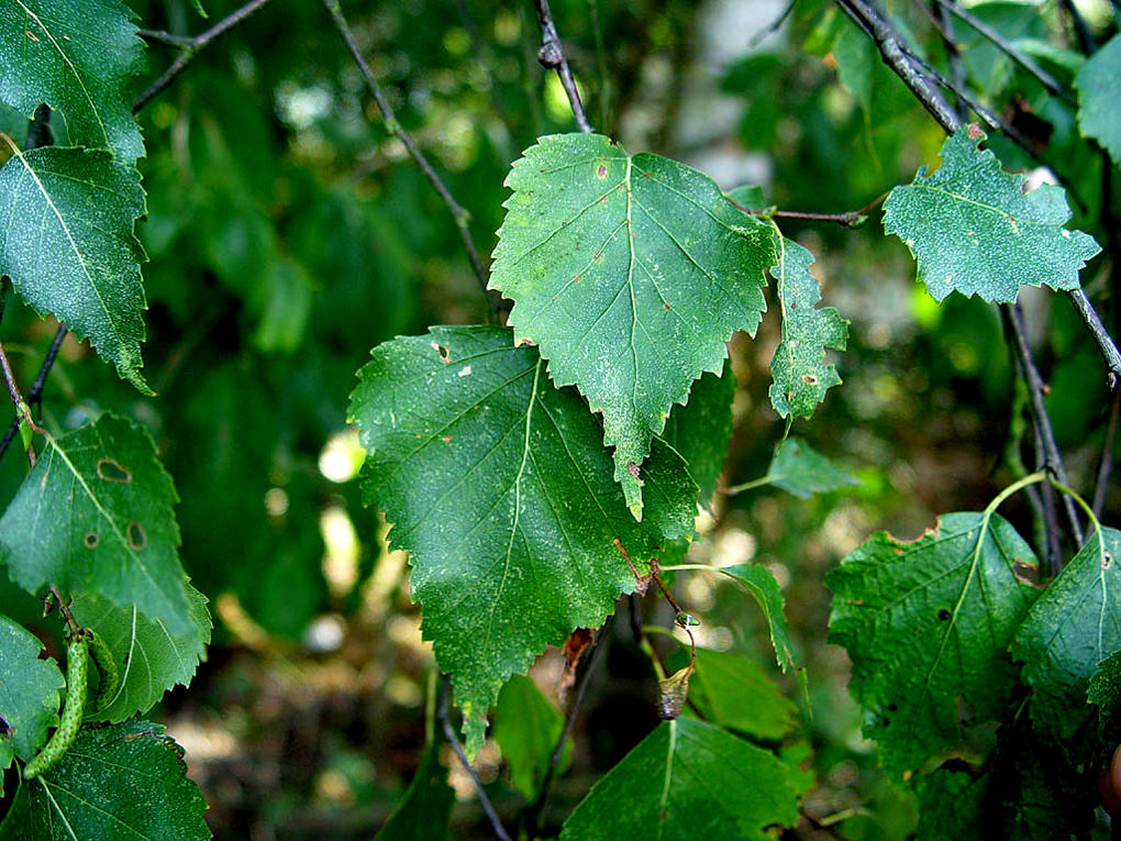 Листья березы повислой