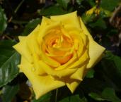 Почвопокровная роза 'Friesia'