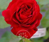 Почвопокровная роза 'Nina Weibull'