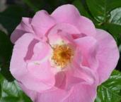 Роза Puistoruusu-Ryhma 'Robusta Pink'