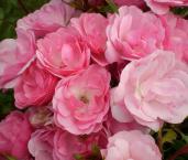 Роза Easy Elegance 'Pinktopia'