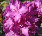 Рододендрон 'Royal Lilac' 