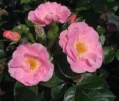 Роза Puistoruusu-Ryhma 'Robusta Pink'