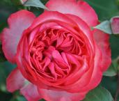 Плетистая роза 'Antike'
