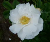 Роза ругоза 'White Roadrunner'