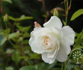 Роза 'Schneewittchen'