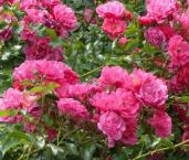 Почвопокровная роза 'Heidetraum'
