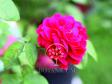 Плетистая роза 'Guinee'