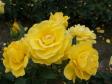 Почвопокровная роза 'Friesia'