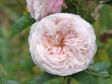 Роза 'Clair Rose'