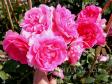 Плетистая роза 'Pink Cloud'