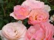 Роза Easy Elegance 'Calypso'