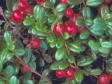 Клюква крупноплодная 'Cranberry'