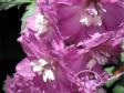 Дельфиниум 'Magic Fountains' Lilac