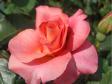Плетистая роза 'Westerland'