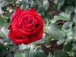Роза 'Red Eden Rose'