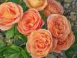 Почвопокровная роза 'Bengali'  