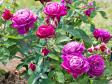 Почвопокровная роза 'Heidi Klum Rose'