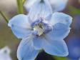 Дельфиниум 'Sky blue White bee'