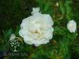 Почвопокровная роза 'Innocencia'
