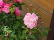 Почвопокровная роза 'Palmengarten Frankfur'