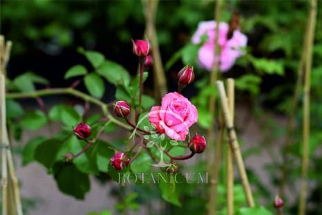 Плетистая роза 'Coral Dawn'