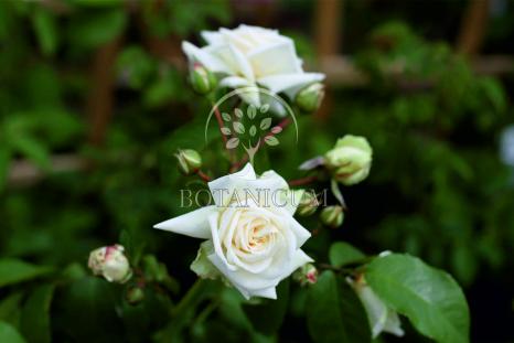 Плетистая роза 'Ilse Krohn Superior'