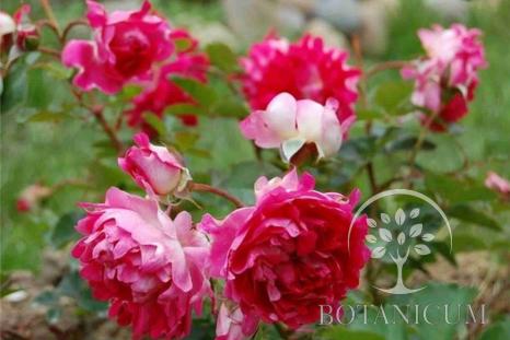 Роза 'Romantic Ruffle'