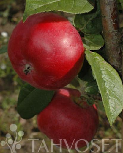 Яблоня домашняя 'Talvikaneli'