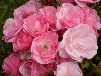 Роза Easy Elegance 'Pinktopia'