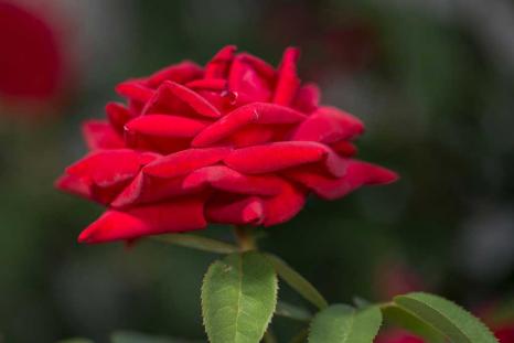Роза Easy Elegance 'Kashmir'