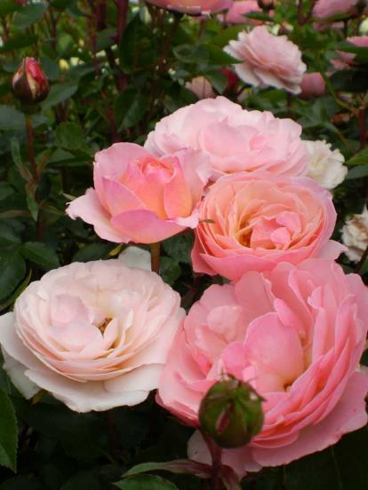 Роза Easy Elegance 'Calypso'