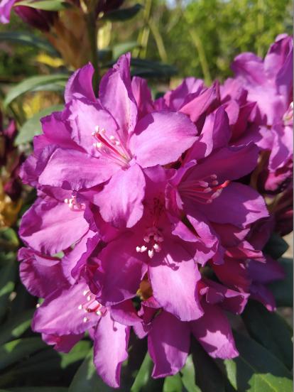 Рододендрон 'Royal Lilac' 