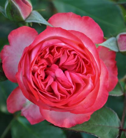 Плетистая роза 'Antike'