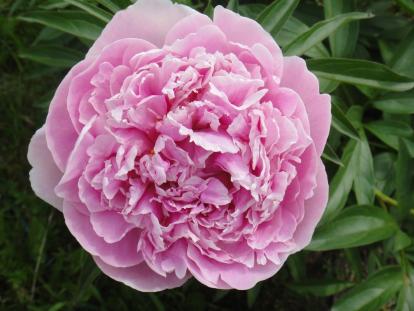 Пион молочноцветковый 'Sarah Bernhardt'