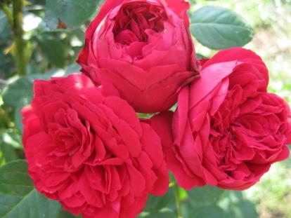 Роза 'Red Eden Rose'