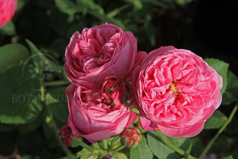 Роза 'La Reine Victoria'