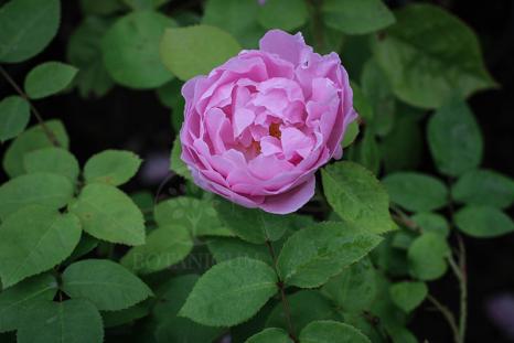Роза 'Mary Rose'