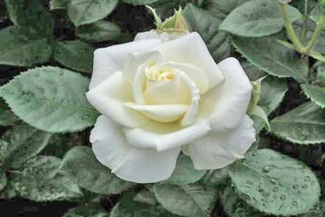 Плетистая роза 'White Cockade'
