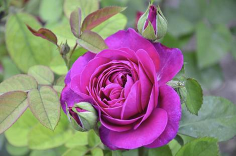 Почвопокровная роза 'Heidi Klum Rose'