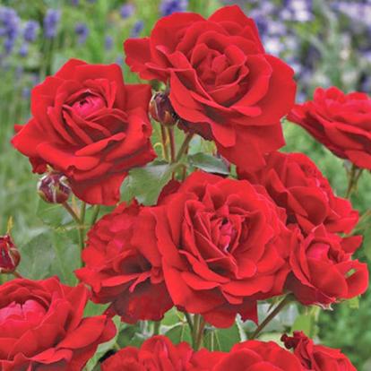 Почвопокровная роза 'Lilli Marleen'