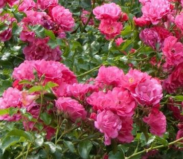 Почвопокровная роза 'Heidetraum'