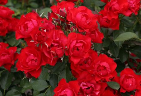 Роза 'Black Forest Rose'