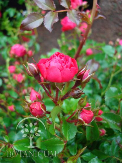 Почвопокровная роза  'Gartnerfreude'