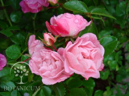 Почвопокровная роза 'Palmengarten Frankfur'