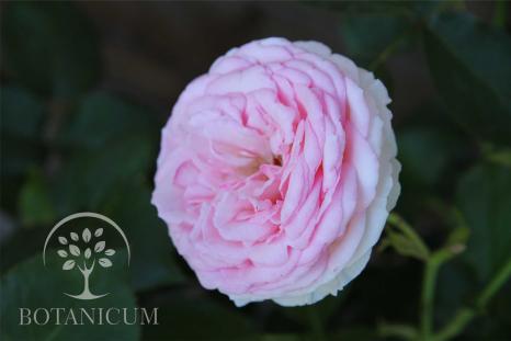 Роза 'Eden Rose 85'